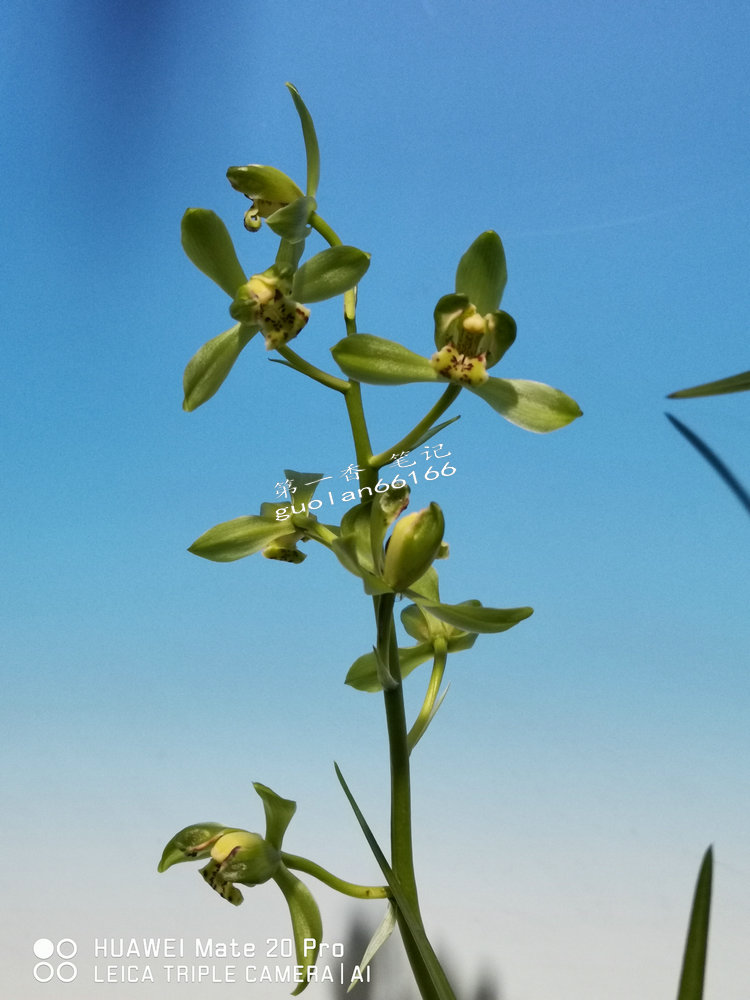 「花开欣赏」0335:送春绿如意的经典绽放