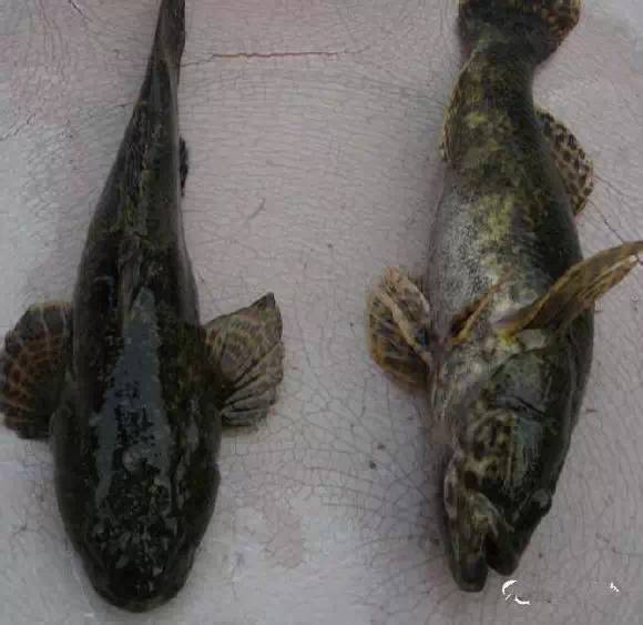 中国海鲜河鲜,市场河鲜海鲜种类大全