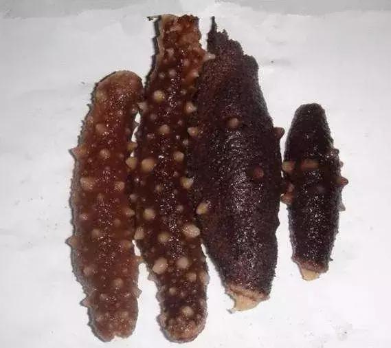 海参界最好的海参,海参物种科普