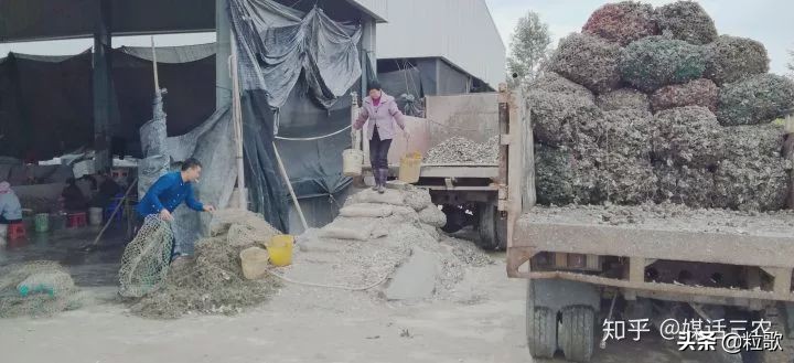 玛塔牡蛎钙哪种最好,玛塔牡蛎钙使用方法