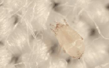 古力娜扎大额头妆容,古力娜扎万圣节