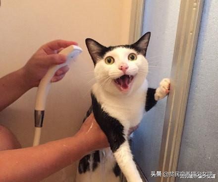 玩水的小猫咪,戏水小猫咪