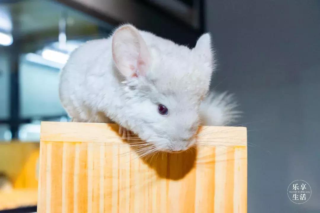 19.9包邮毛绒羊驼,羊驼9.9元秒杀直播