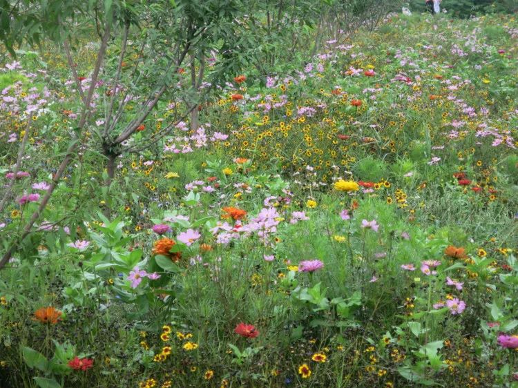 北京古塔公园历史,北京唯一湿地公园