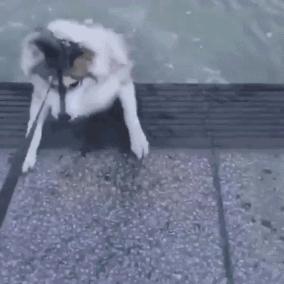 幽默gif：表哥误入传销之后，刚报完警，就收到消息