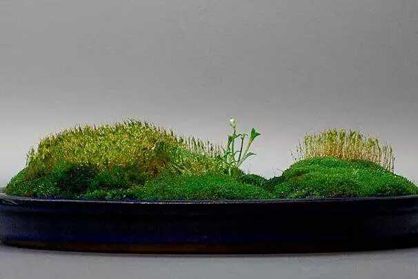你听说过“苔藓盆景”吗？造型多样，观赏性强，快看看你喜欢吗？