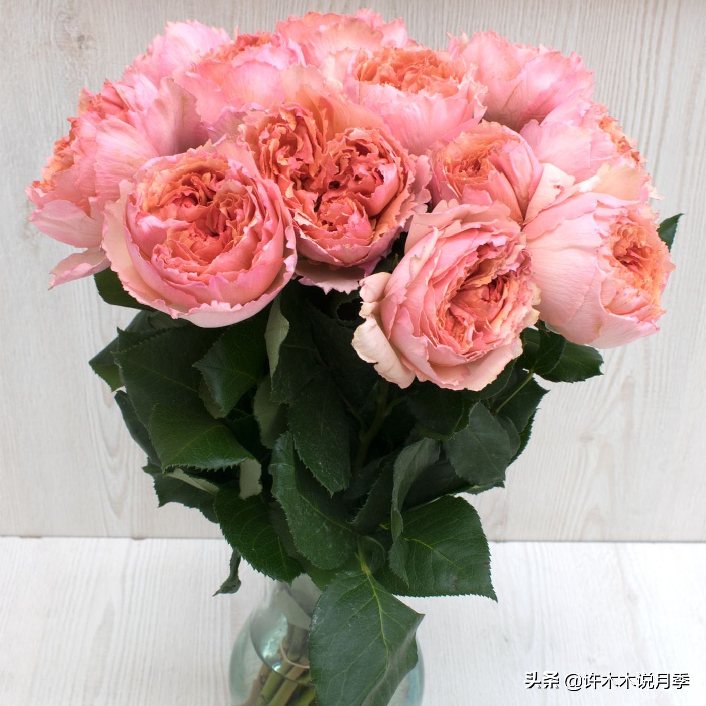 月季扦插发芽又枯萎是什么原因,月季扦插的都发芽了怎么就蔫了