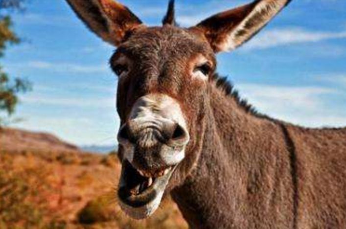 现在养驴利润有多大,养驴挣钱为什么养的人少