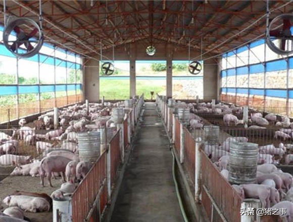 天气降温猪食欲不佳,天气热了猪群不活跃了