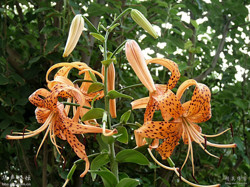 百合花浪漫吗,百合花的认识