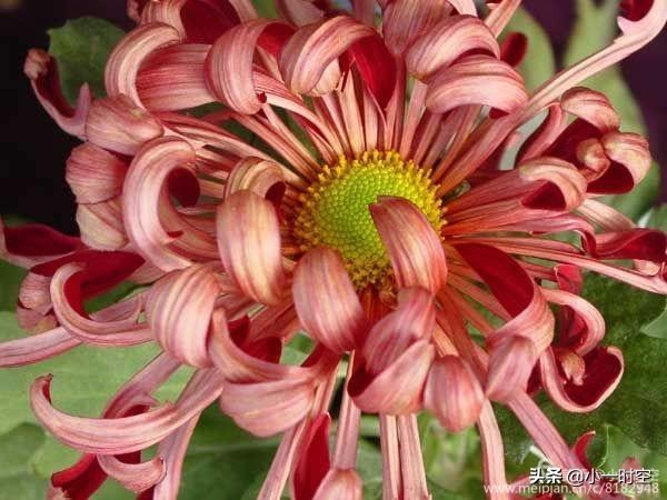 关于重阳节菊花的诗句,重阳节诗情画意