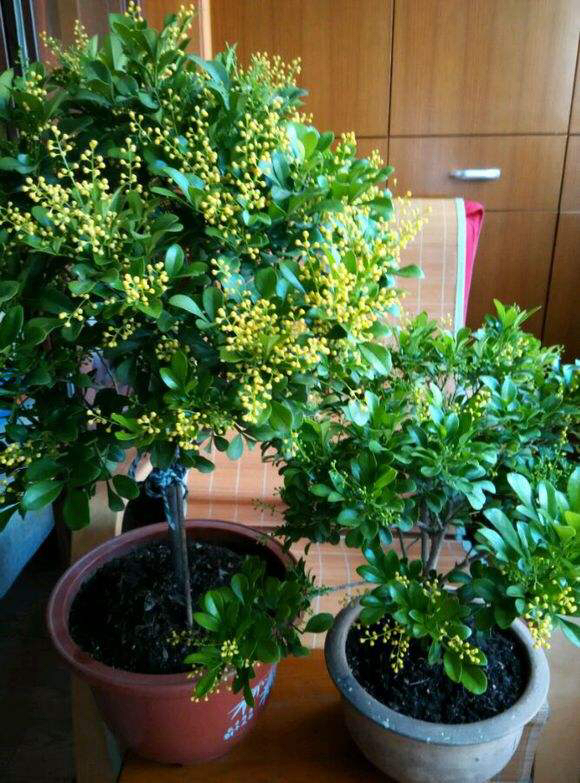 米兰花盆栽的养殖方法图解,怎么养好米兰花盆栽