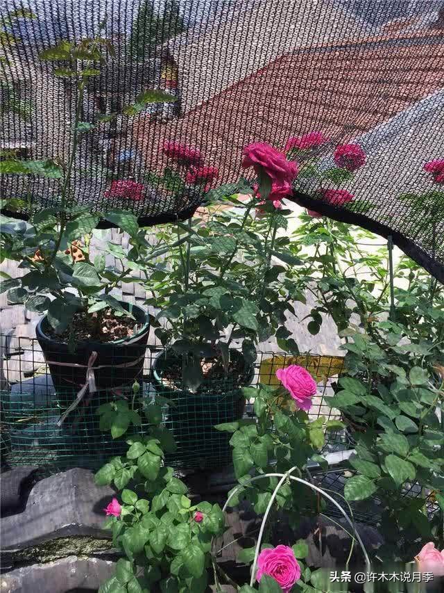 月季芽点都枯了月季还能活吗,月季枯萎了还能救活吗