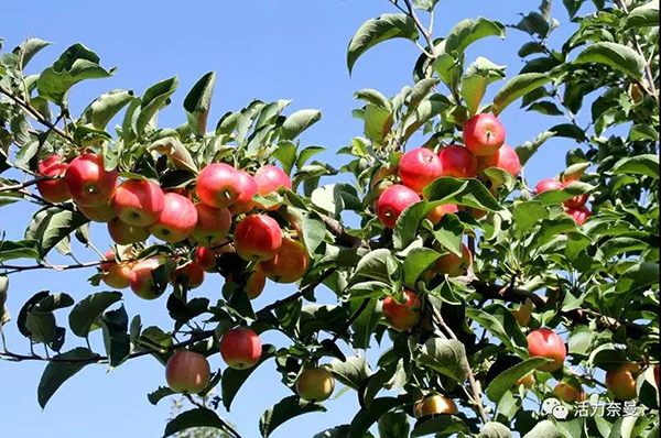 45万奈曼人的名片，太漂亮了！除了中华麦饭石你还知多少？