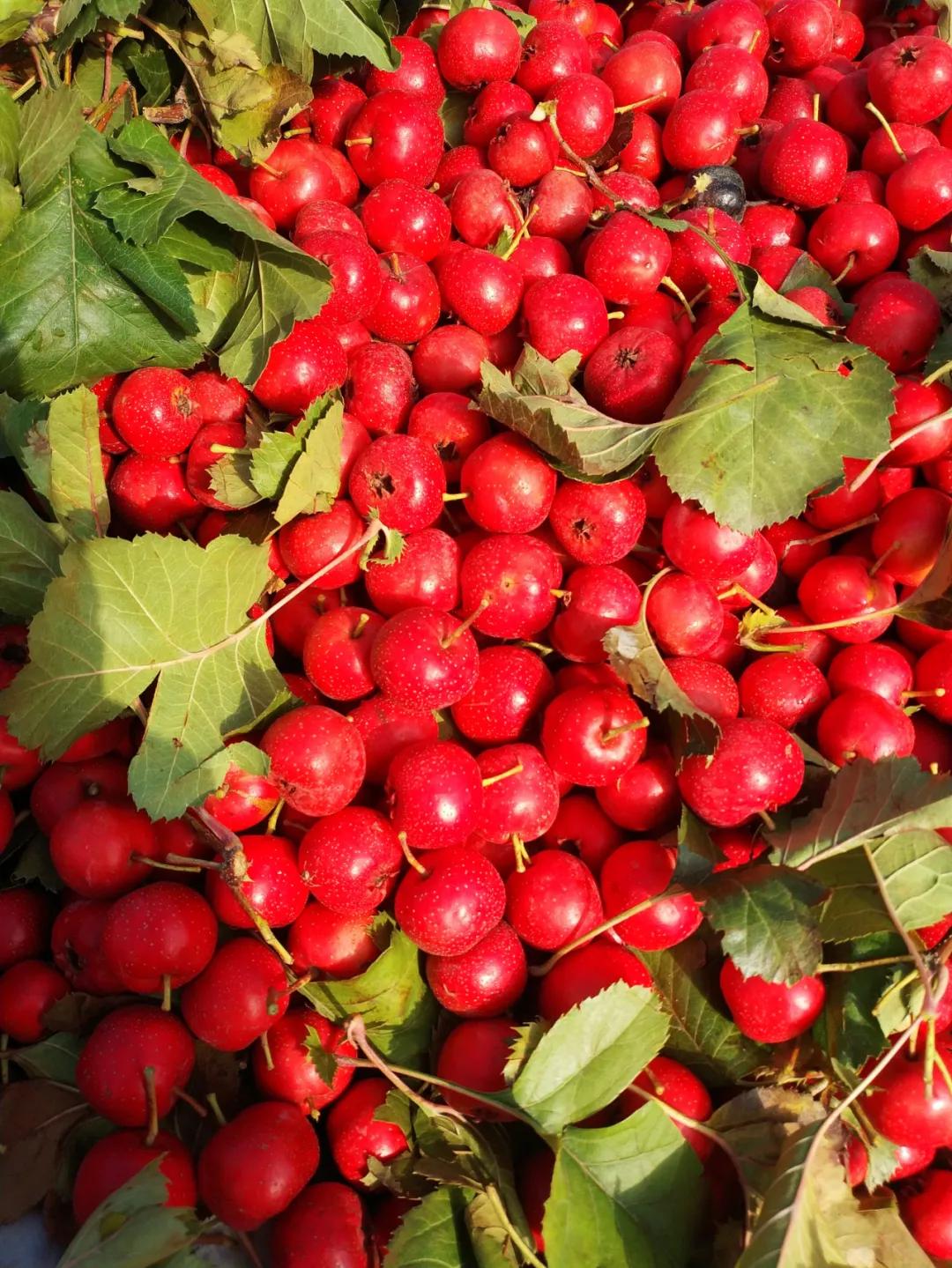 周边最便宜的大集在哪里,10元一两的大集