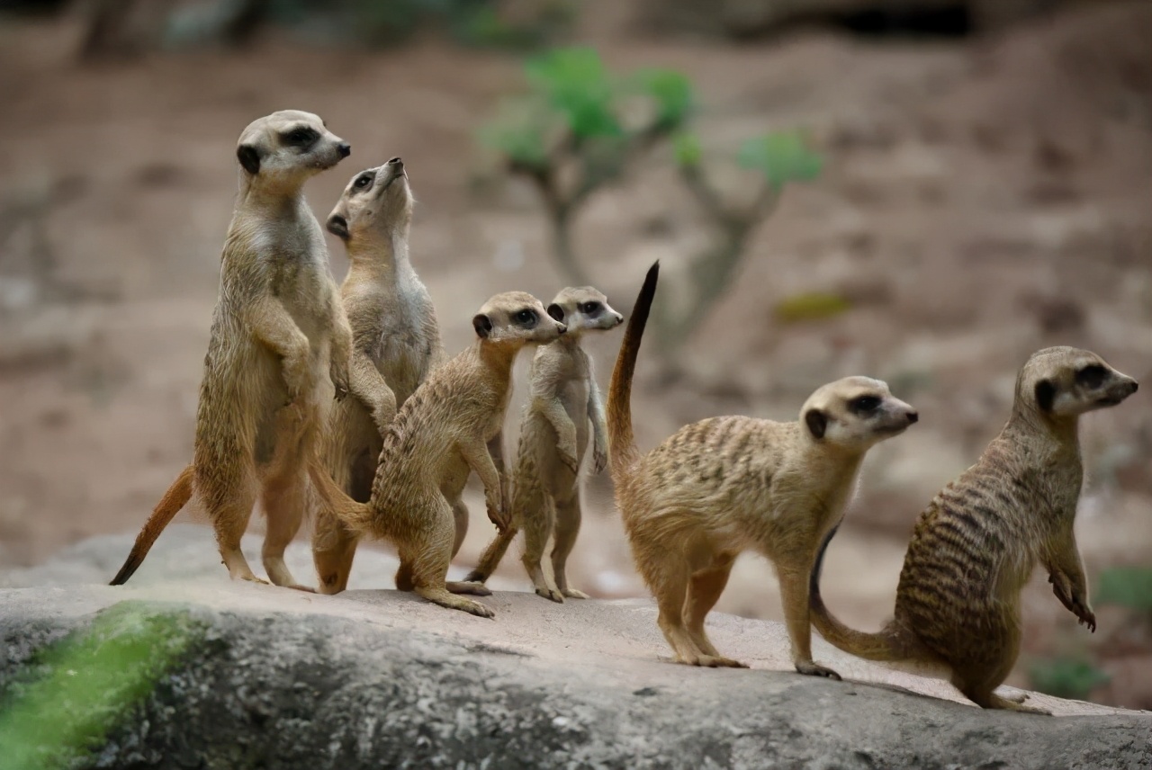 广州长隆儿童欢乐世界春节,广州长隆欢乐世界春游儿童玩什么