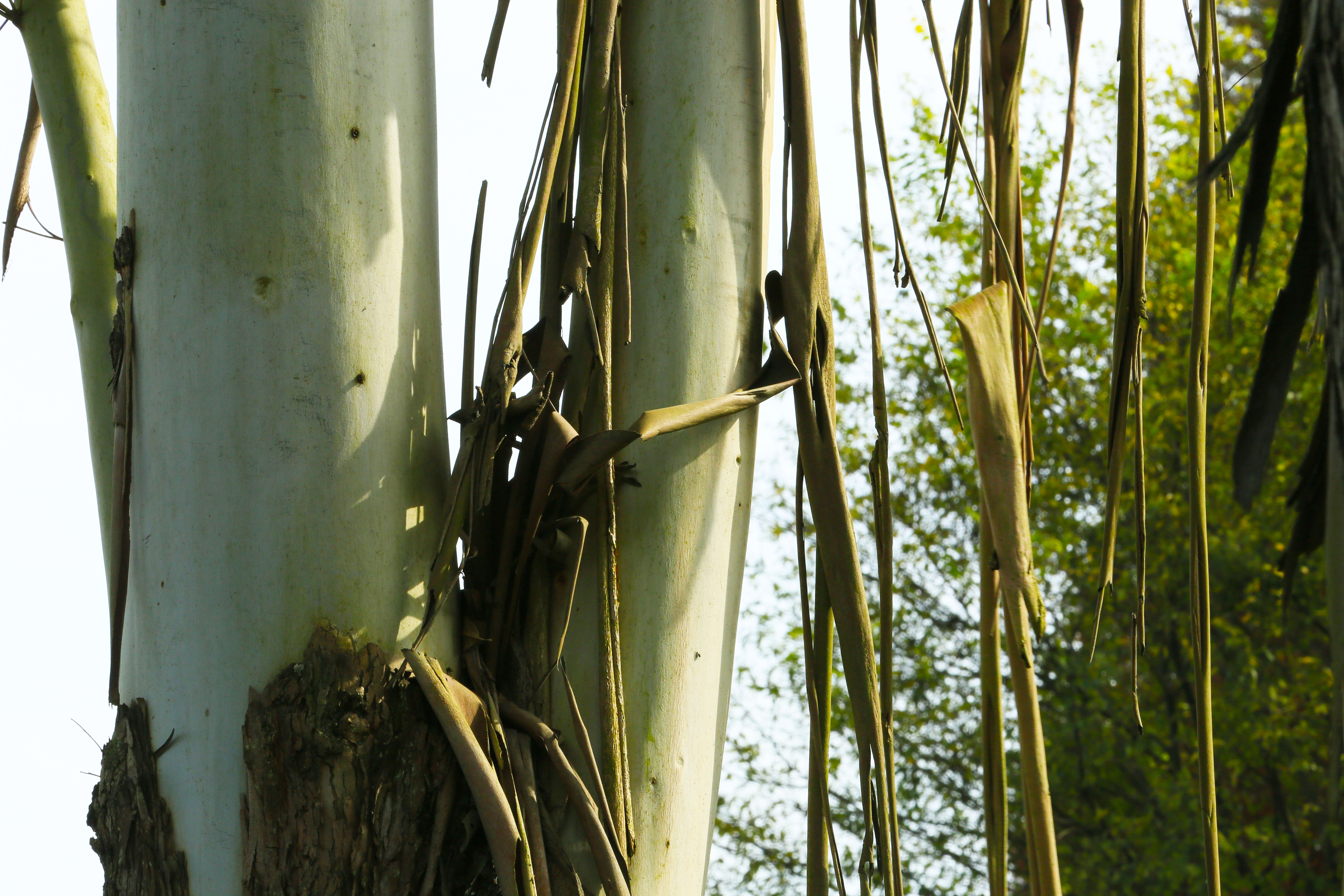 桉树林风景,自然生长的桉树林