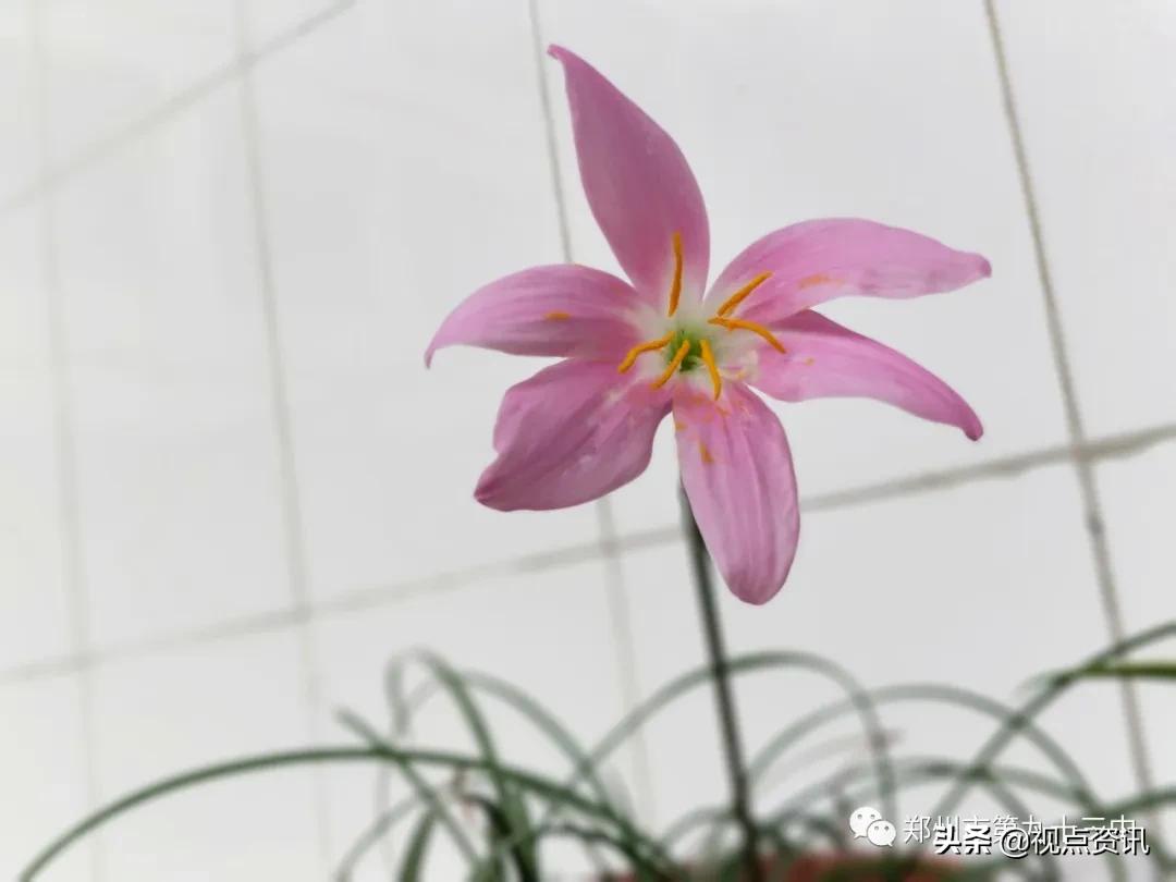 郑州市文明校园建设标准,郑州市第九十三中学校园