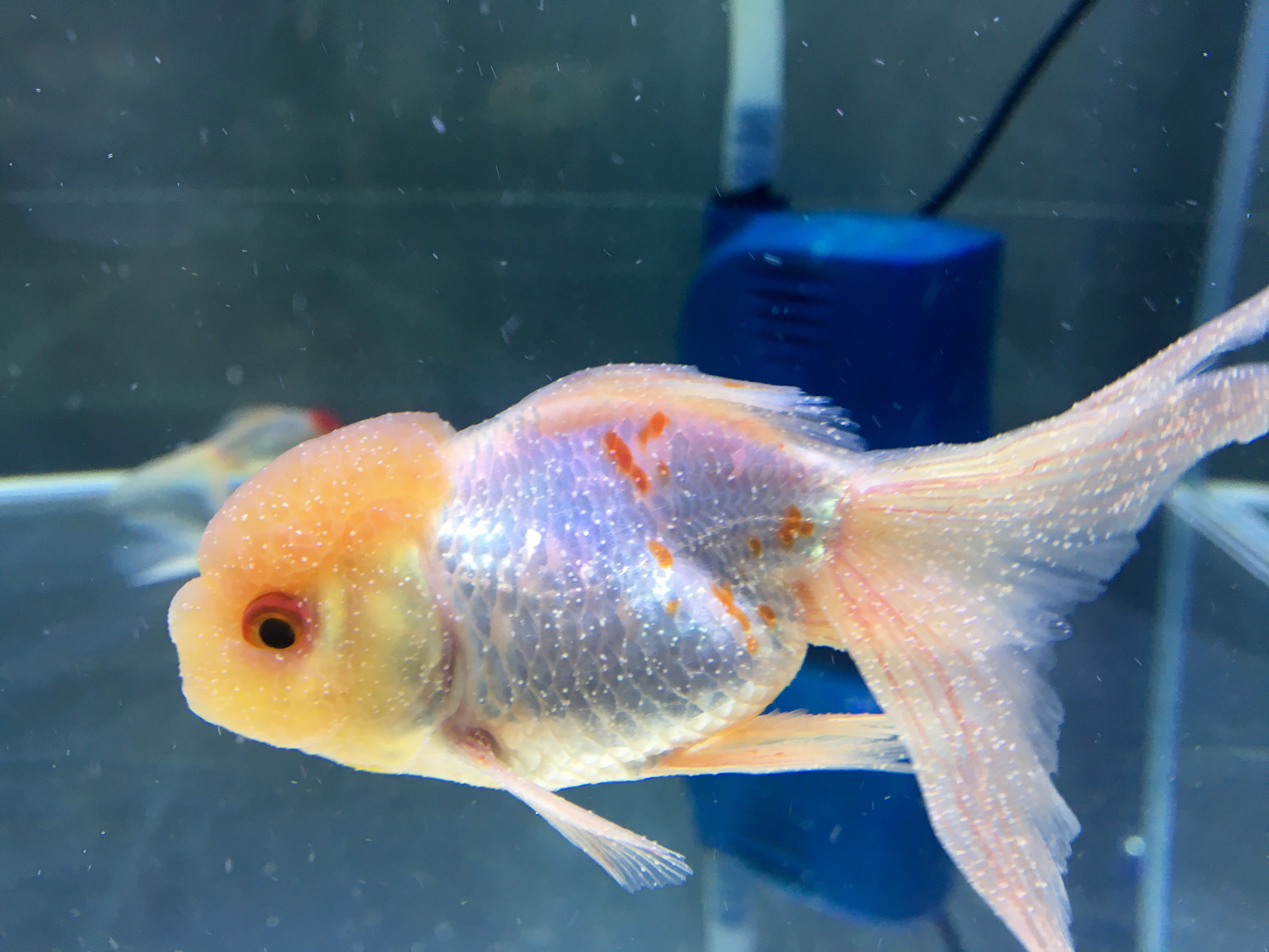 新鱼入缸细菌感染怎么治疗,新鱼水霉病怎么解决