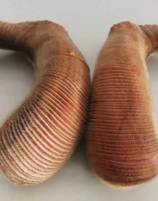 她把没人要的鹿头骨制成神秘工艺品，放到淘宝上，年销超过百万