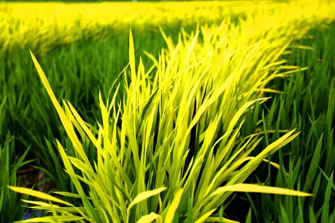 津门网金熙男：最美的稻田