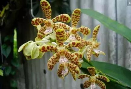 五种最具欣赏价值的兰花,欣赏史上最全的兰花