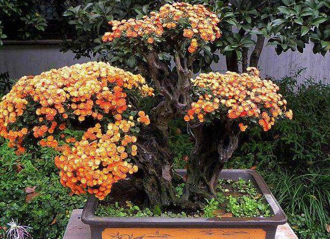 菊花茉莉徒长不开花,小菊花盆栽买回来没多久就蔫了