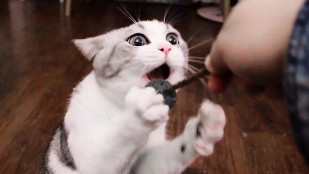 为什么猫咪在发情期间喜欢到处乱尿，并且气味比平时的尿液难闻？