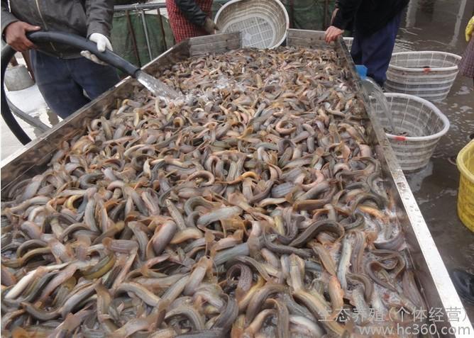 江西高密度泥鳅养殖成本利润,泥鳅养殖技术成本与利润