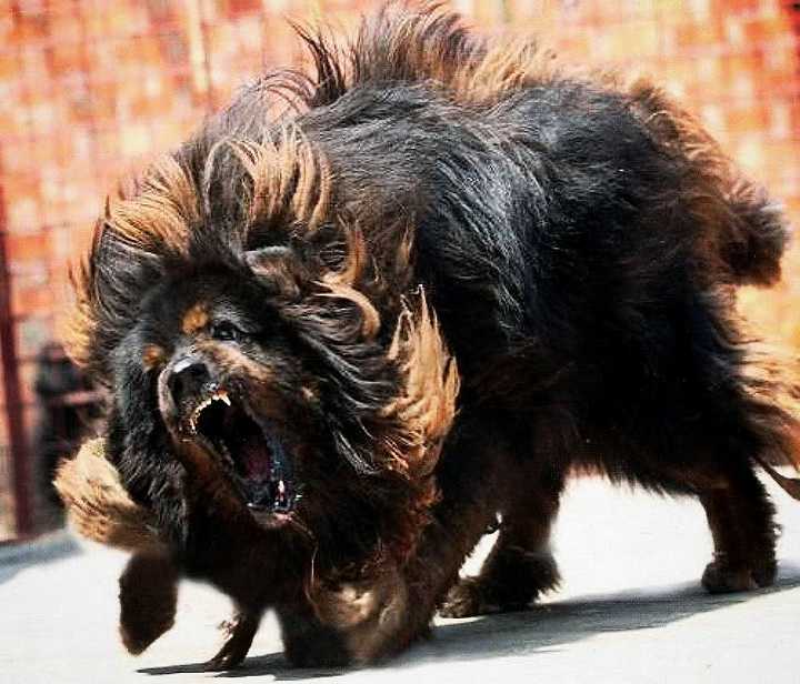 史上最全，这些狗狗你都认识吗？152个狗狗品种及介绍