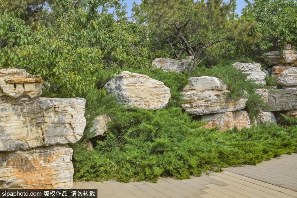 紫色花海免费版,紫色花海免费