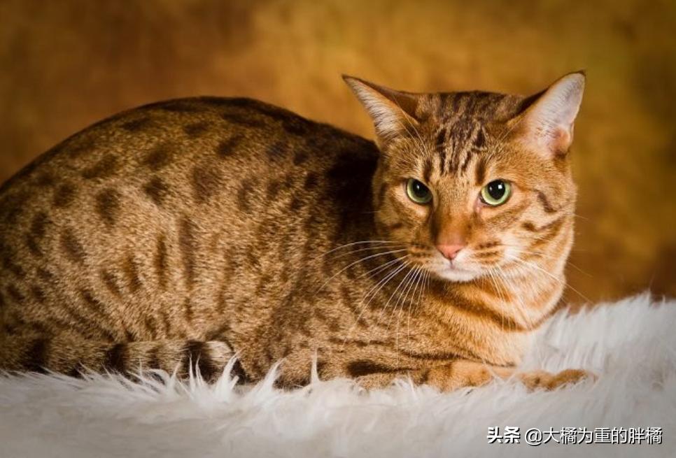 猫胡子摸不得,猫咪胡子长短不一可以剪吗