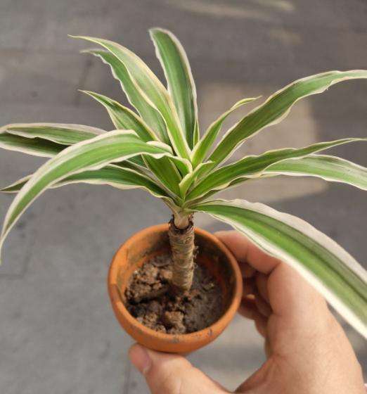 侄子一泼尿直接尿在吊兰上，吊兰直接萎蔫变成肥害，这该怎么办