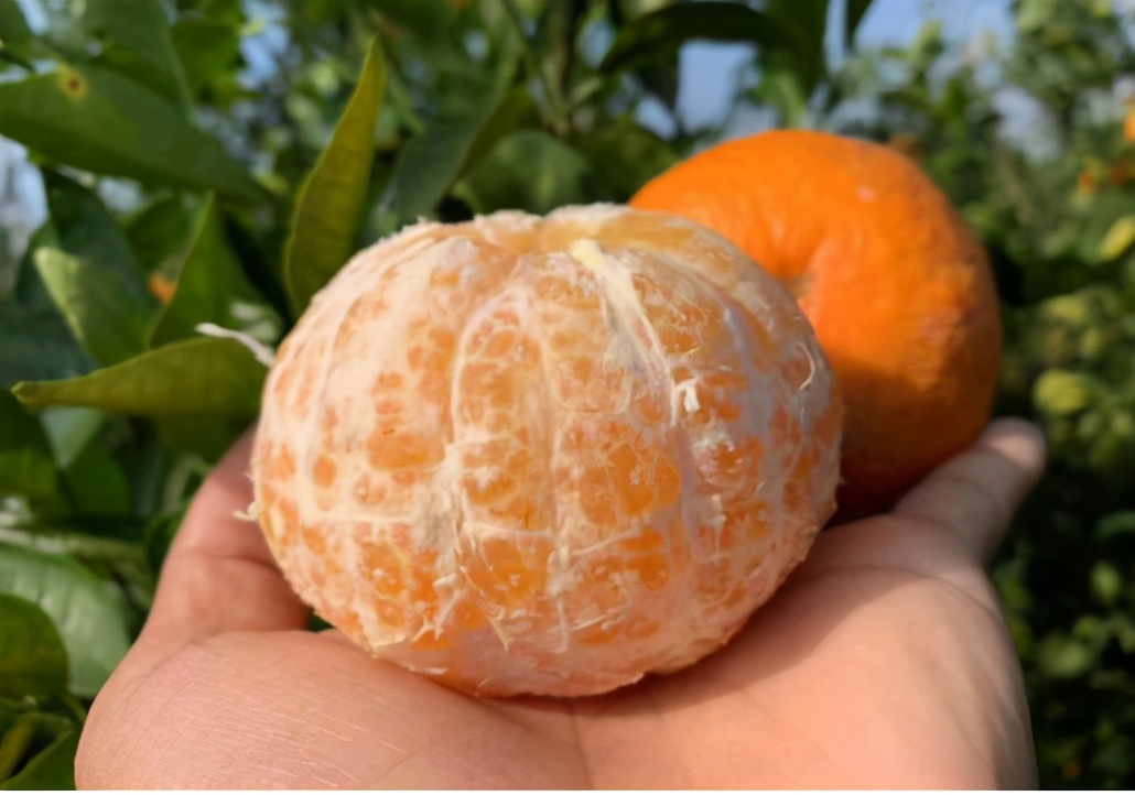 挂果期长达4个月,商贩还不知足用“药水”泡,口碑受损害了果农