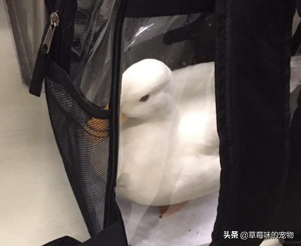 坐地铁耳边传来“呱呱”声，他低头一看被萌翻，实在是太可爱了