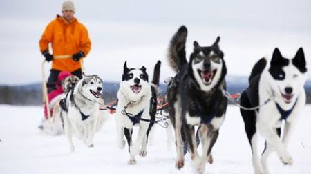 为什么哈士奇那么二,为什么哈士奇号称二哈