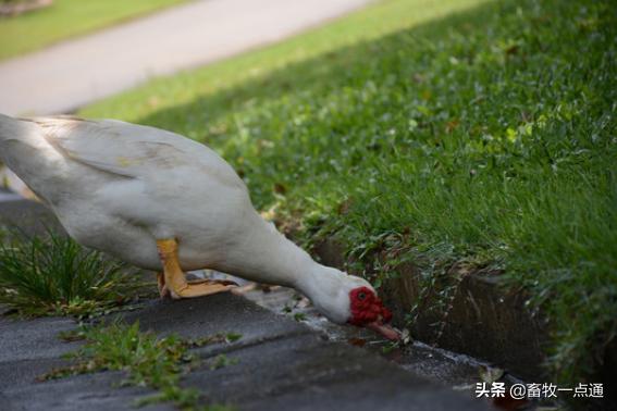 肉鸭的部位及有哪些特点？