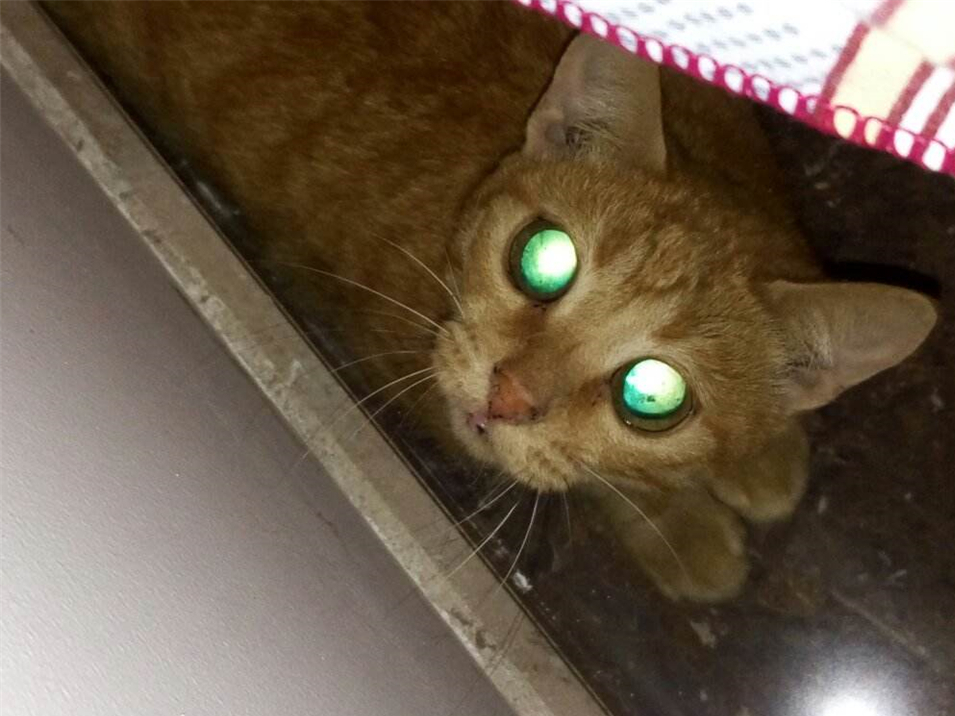 给猫拍照用闪光灯危害,给猫拍照会有什么后果