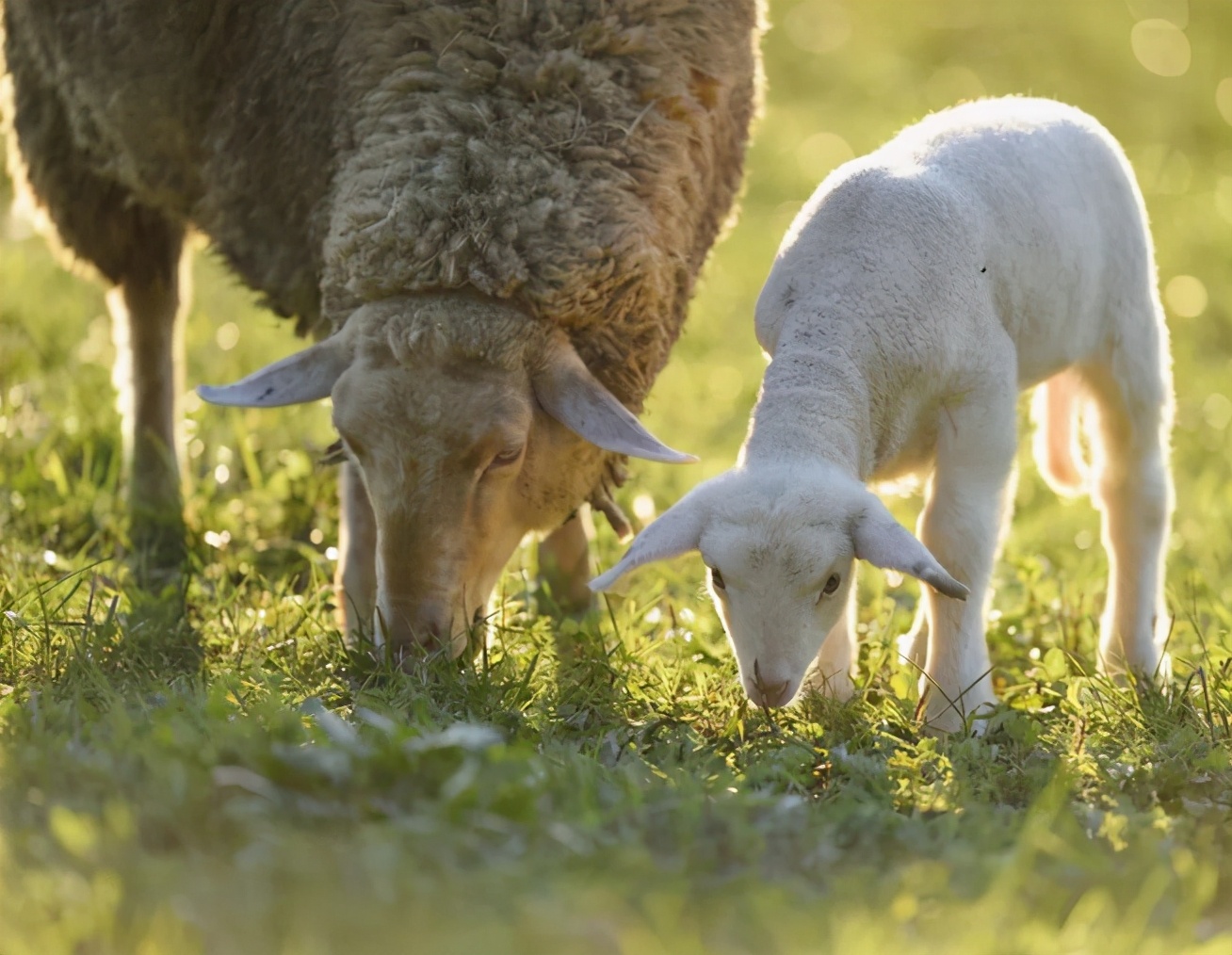 羊瘤胃胀气的症状和治疗方法,羊瘤胃胀气怎样治
