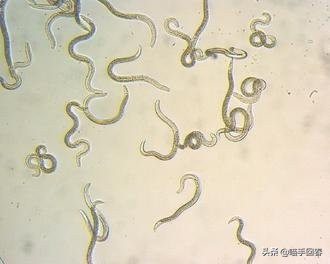 猫咪口渴、呕吐，除了肠胃问题，还有可能是得了蛔虫病