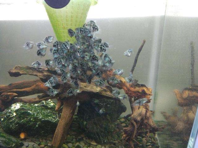 观赏鱼的水温过低的表现,观赏鱼养什么温度低不会死