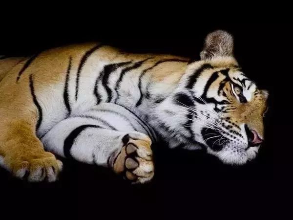 宠物虎需要拔牙吗,老虎牙齿拔掉可以饲养吗