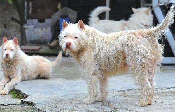 狩猎能力最强的猫,最凶残的下司犬排名