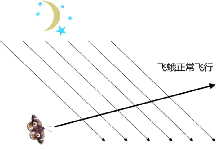 飞蛾扑火原因简短,飞蛾为什么扑火用科学现象解释
