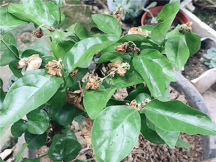 月季常见病害图解,月季枝干高花苞小怎么办