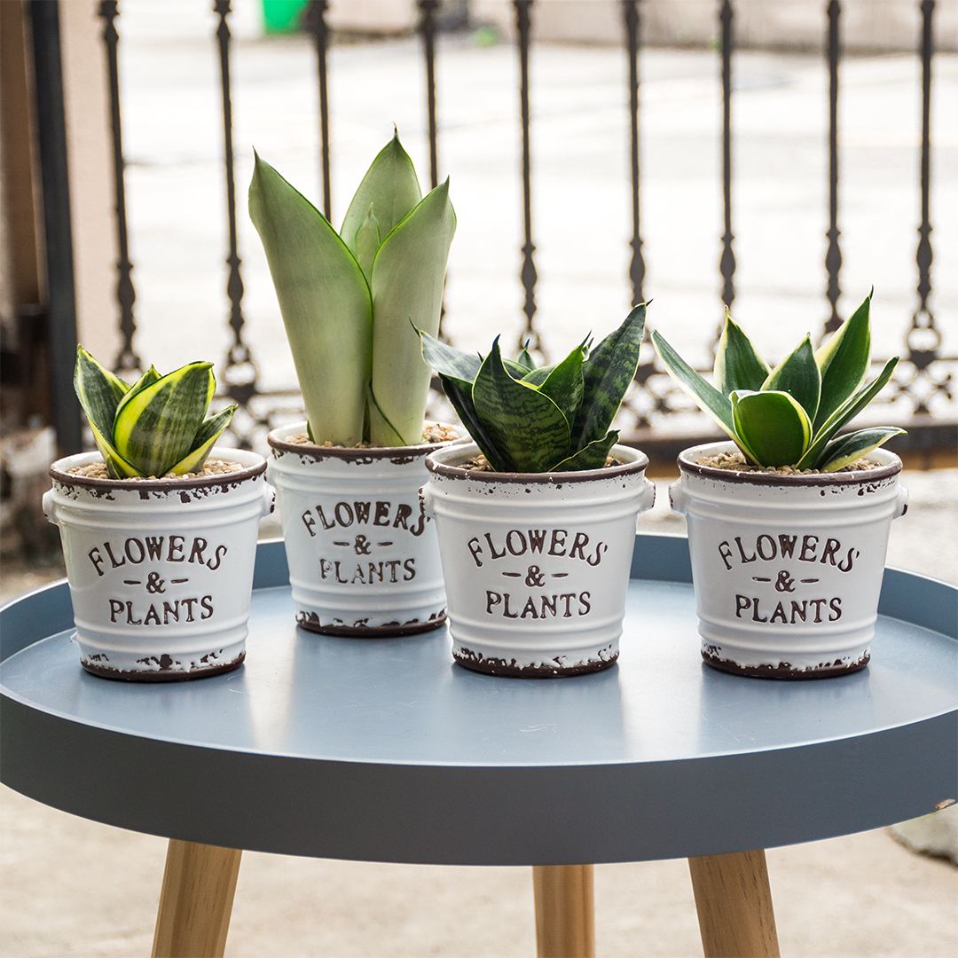 10种公认最好养室内的小盆栽,养护盆栽植物的10大技巧