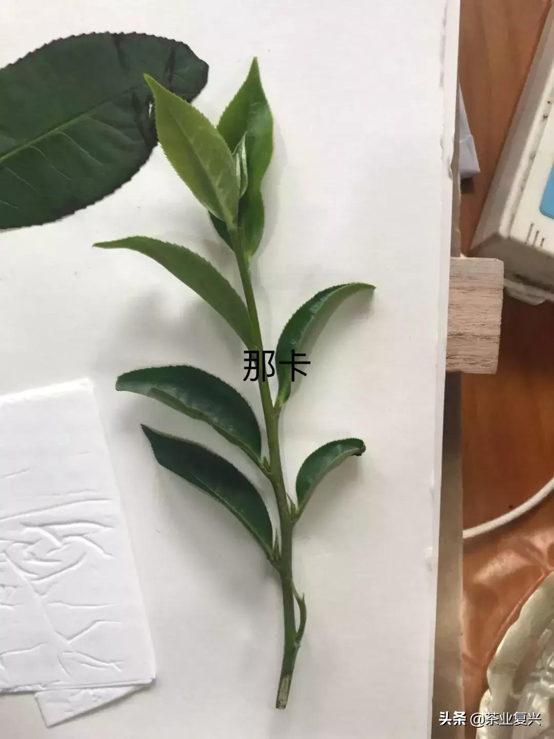 野生植物学家的标本制作指南
