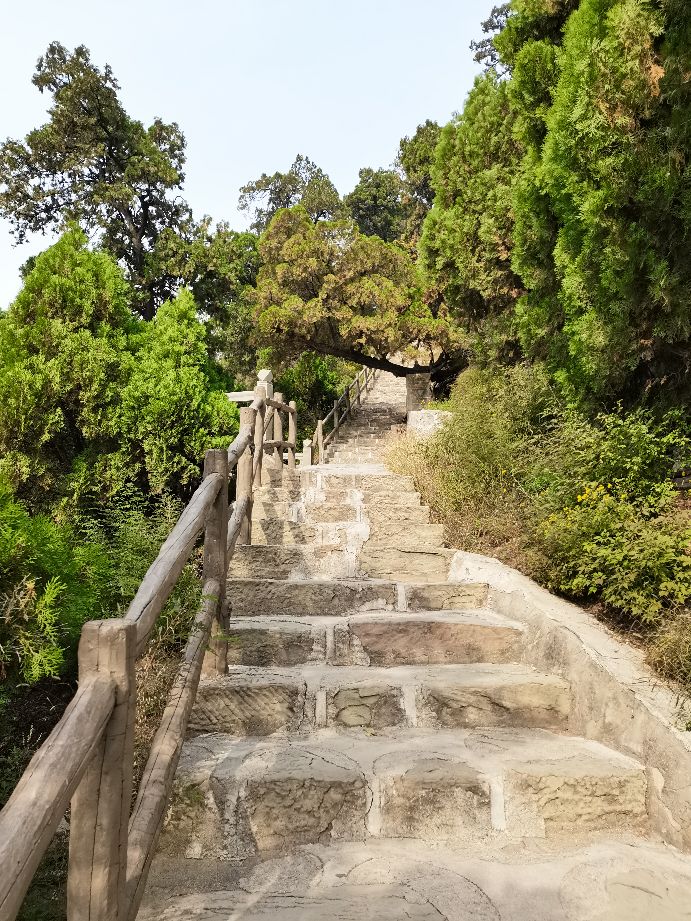 卦山的古柏特点100字,卦山古柏群