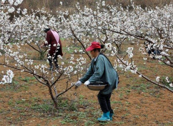 樱桃树施肥方法与时间,樱桃树什么时候施肥最好