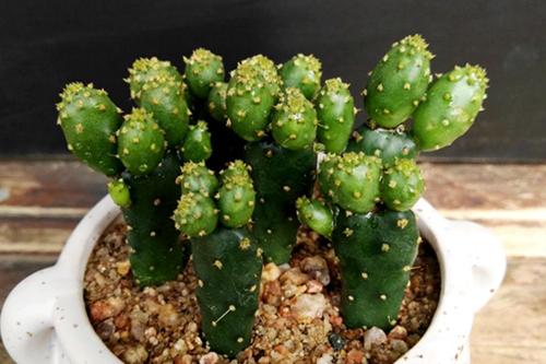 仙人掌死根的原因,为什么仙人掌越养越缩